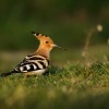 Dudek chocholaty - Upupa epops - Eurasian hoopoe 7788